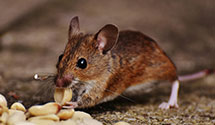 24 Hour & Emergency Exterminators in Brick, NJ
